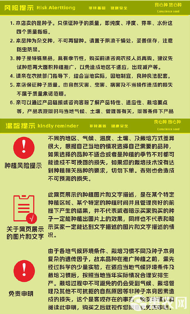 玉米种子批发大棒粮饲兼用产量铁秆不倒活秆成熟厂家直销