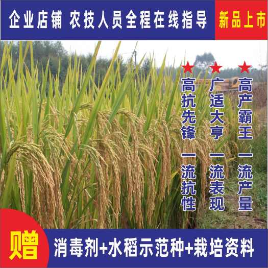 水稻种子优质长粒香米一级抗病抗倒杂交稻谷种丰华正茂