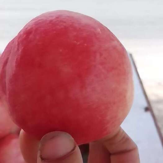 徐州毛桃