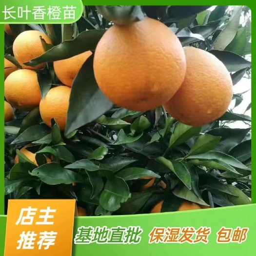 简阳市长叶香橙苗 橙子香橙苗橘子苗 嫁接苗产地直销【批发】技术指导