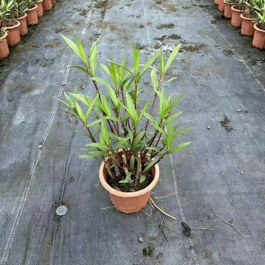 翠芦莉