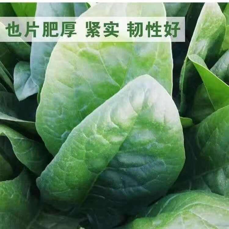 杂交直立菠菜种子黑圆叶厚叶趴地菠菜种籽抗病大田种孑