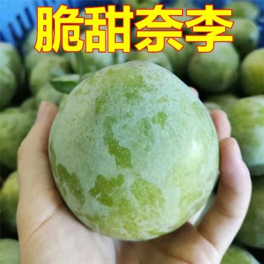 恭城县广西油奈李青奈脱骨李奈李