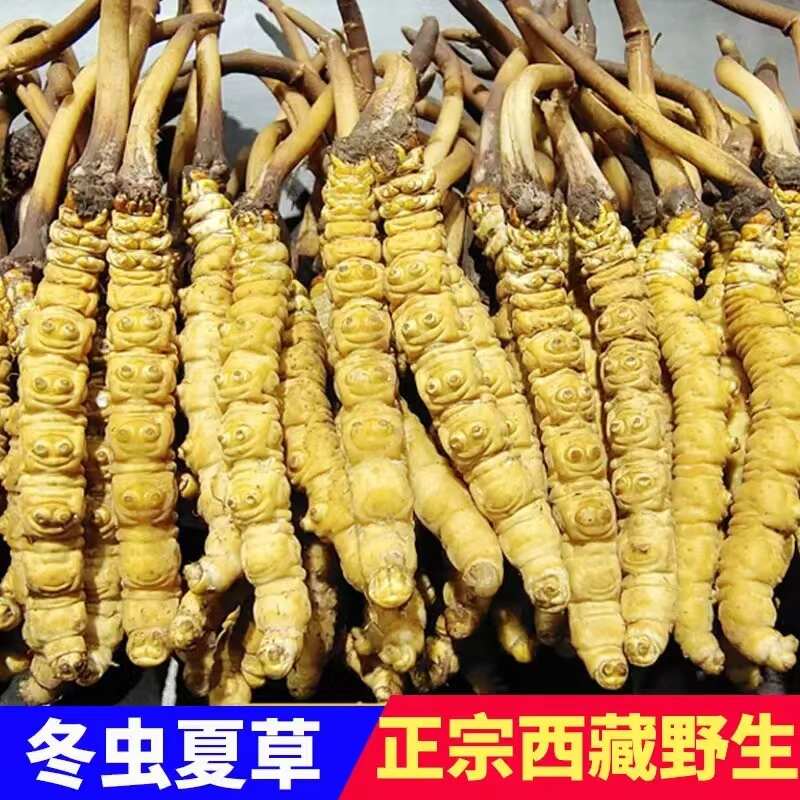 【精选】2025年那曲新鲜虫草 冬虫夏草 产地直发 全国包邮