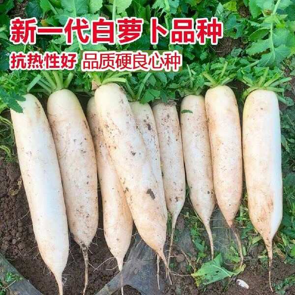 夏季抗热品种夏白玉白萝卜种子夏秋栽培耐热早熟萝卜种孑南方蔬菜