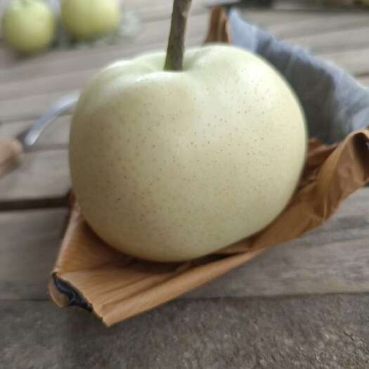 通许县绿宝石梨