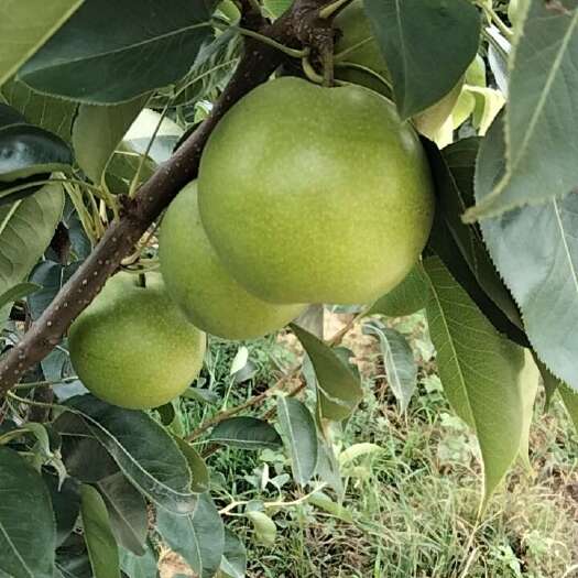 襄樊苏翠一号梨