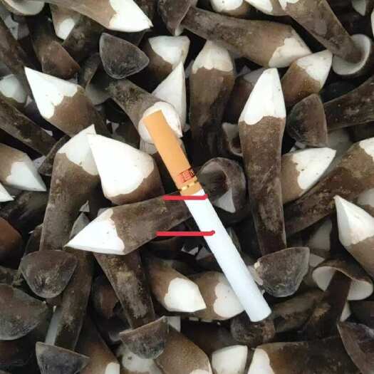 菏泽黑皮鸡纵菌菇