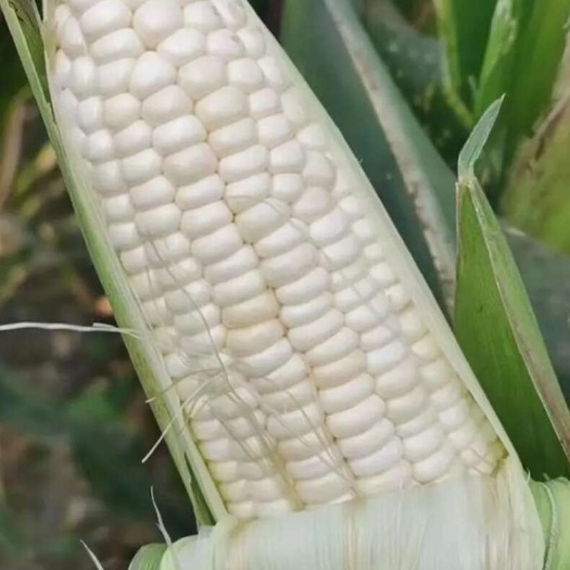 自种水果甜玉米，糯玉米黄玉米，煮熟暖糯香甜可口，快来品尝吧