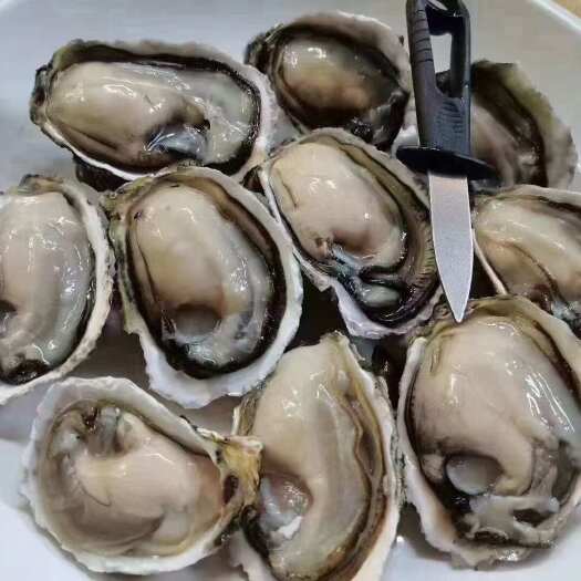 诏安县福建蚝烧烤专用蚝高压锅蚝摆摊蚝网红一口蚝牡蛎市场档口批发蚝