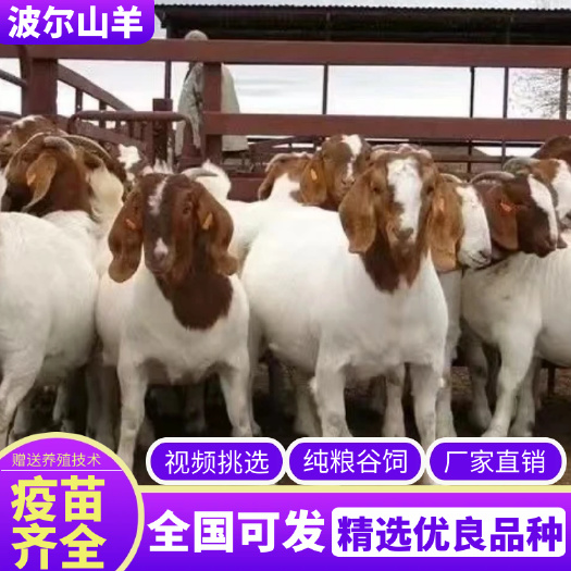 邳州市波尔山羊小羊羔活羊三四个月山羊苗波尔种羊养殖羊仔羊羔
