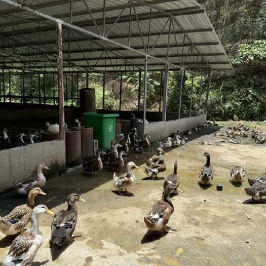 平果市溪流水库麻鸭