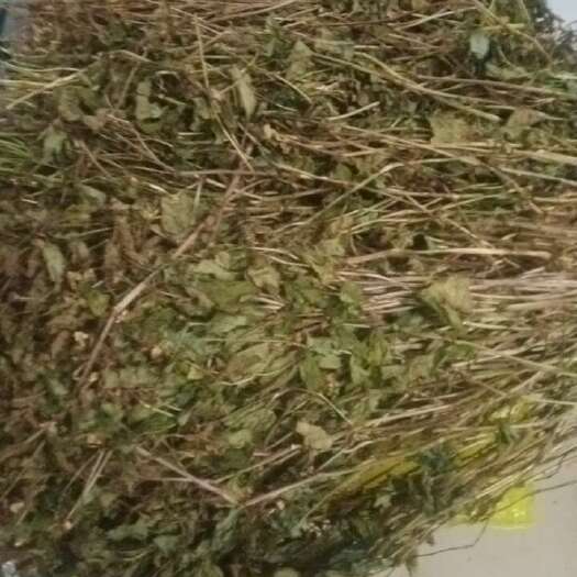 乐昌市鱼腥草