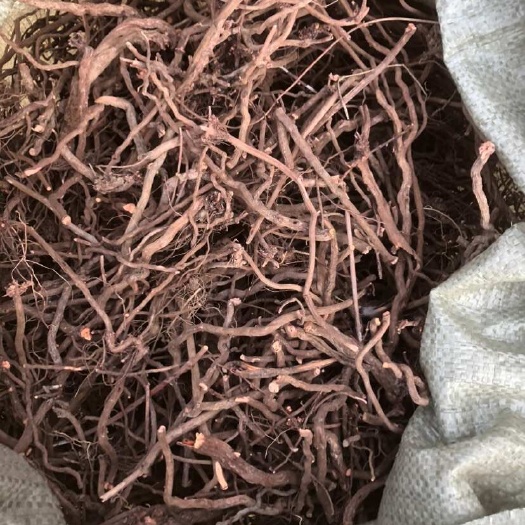 长葛市茜草，水洗通货，大小都有