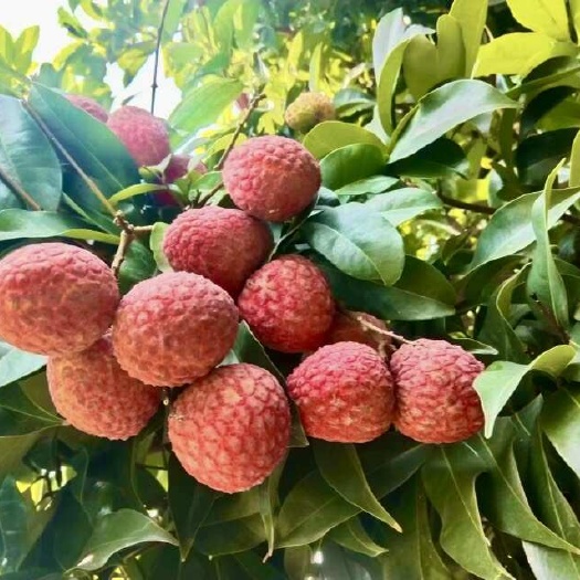 惠来县糯米糍