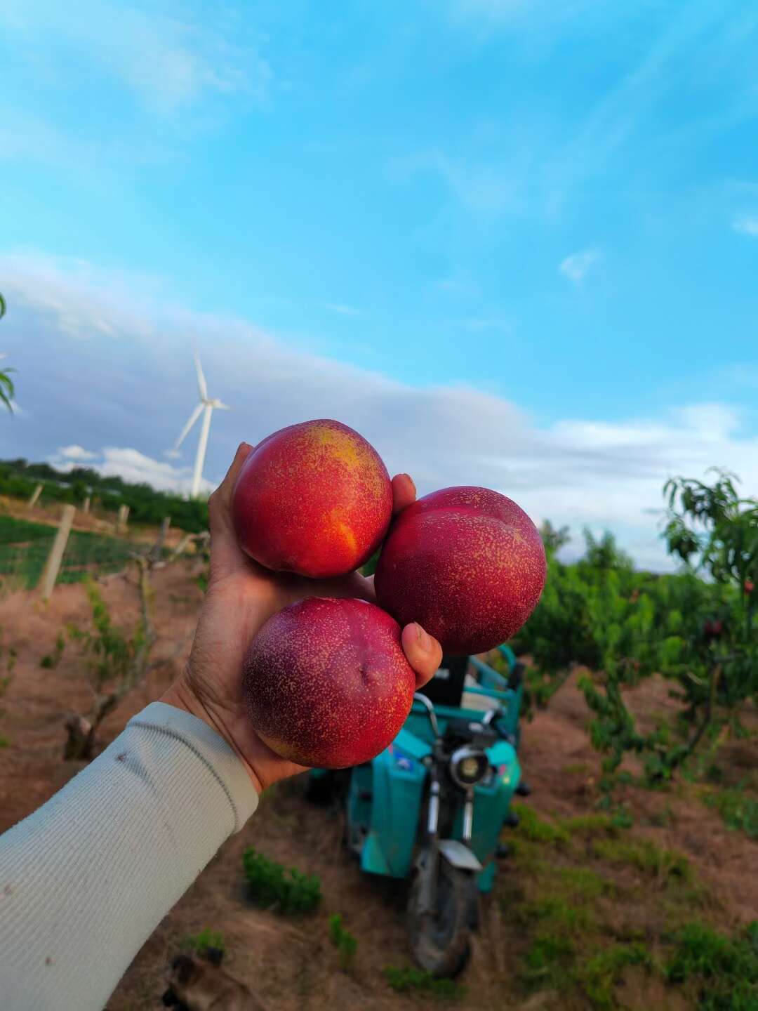 山东麻点油桃大量上市