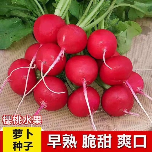 安仁县樱桃萝卜种子水果红樱桃萝卜小萝卜种子盆栽种植