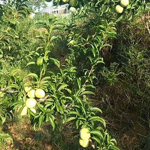 林州市出售大量太行山黄李，味道甜汁水多色泽金黄，量大从优