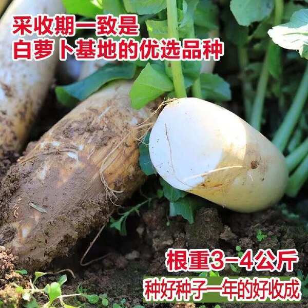 夏季抗热品种夏白玉白萝卜种子夏秋栽培耐热早熟萝卜种孑南方蔬菜