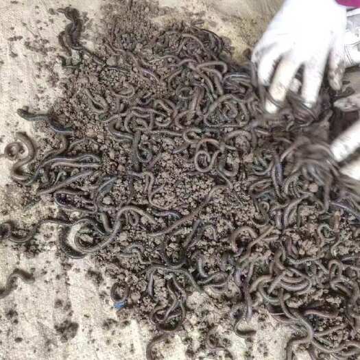 成武县户外青蚯蚓