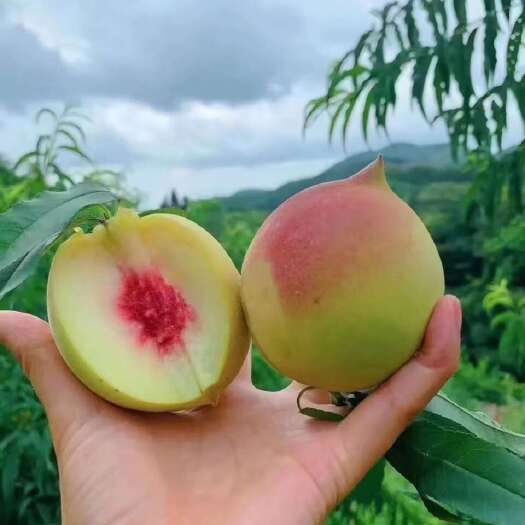 信丰县【顺丰/京东】鹰嘴桃新鲜蜜桃桃子脆甜小孩水果坏果包赔一件代发