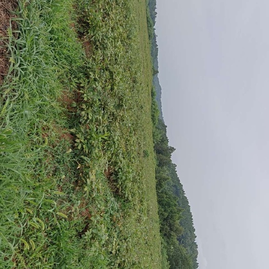 德阳老板们四川基地芍药大量出售