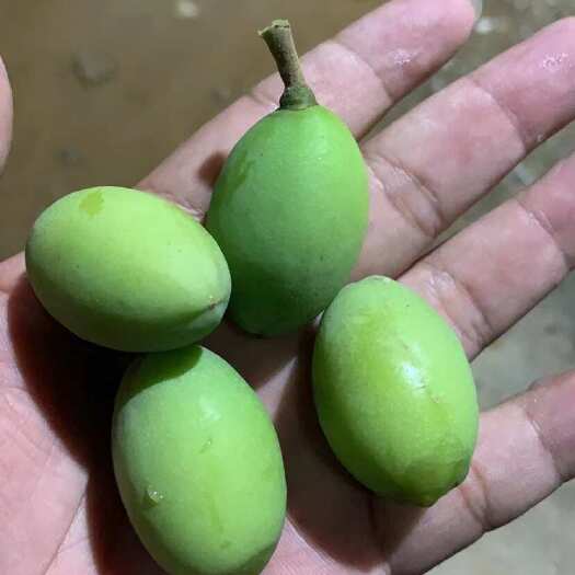 普宁市橄榄上市了，有需要联系