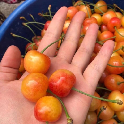 黄蜜樱桃