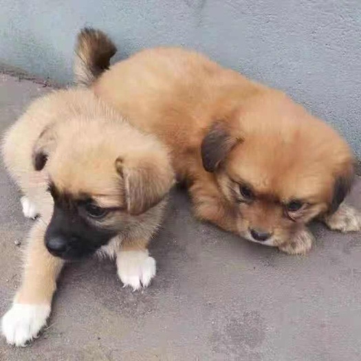 遵义土狗中华田园犬小奶狗