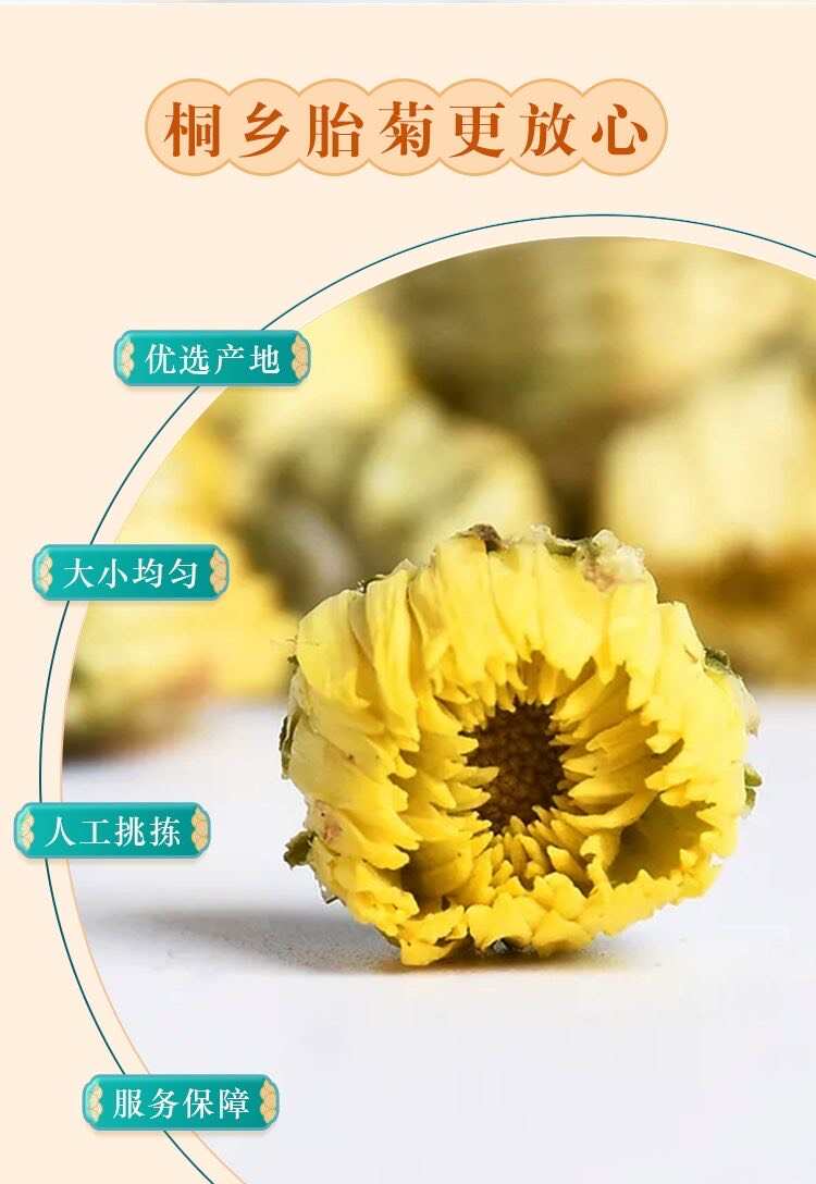 胎菊菊花头采大花金黄色泽