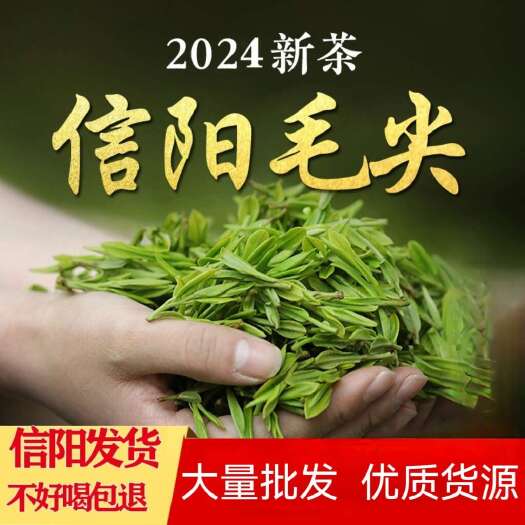 息县毛尖茶叶 2024新茶茶叶信阳绿茶春茶散装明前手工嫩芽浓香型