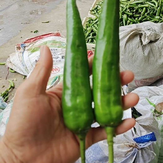 汉寿县牛角椒