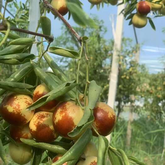大荔县陕西大荔冬枣基地《自家产自家卖》