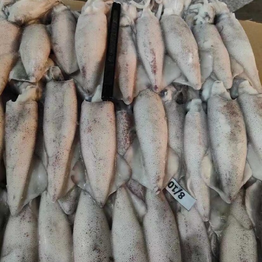 鲜鱿鱼，墨鱼，吊桶，八爪，