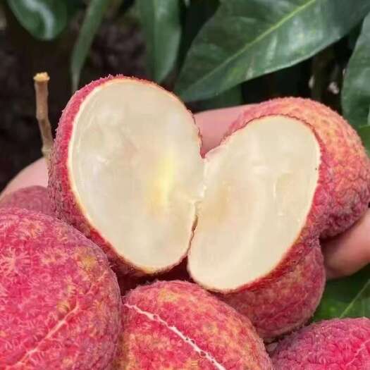 澄迈县海南新鲜无核荔枝 热带水果整箱现摘现发 顺丰空运直达