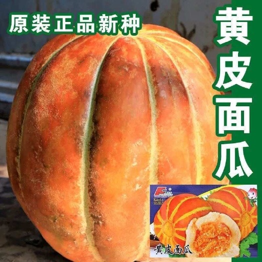 邵东市黄皮面瓜种子老品种花皮面瓜四季留种红皮面瓜花皮甜瓜香瓜种子