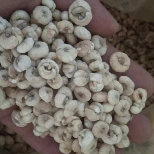 辉南县产地吉林，平贝母。无硫干货，大粒