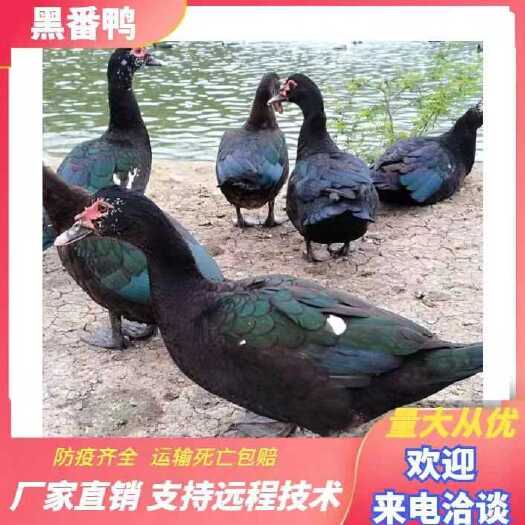 长沙县大种黑番鸭苗 生长周期短 成活率高 孵化场直销 可视频看货