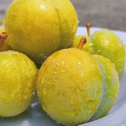 镇宁县六马蜂糖李