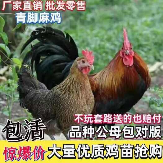 长沙县青脚麻鸡苗 抗病能力强 成活率高 免费提供养殖技术全国可发货