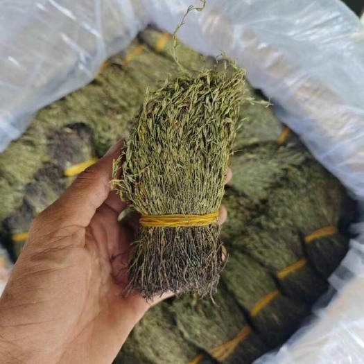 矮脚独脚金全生态无加工，无增添剂