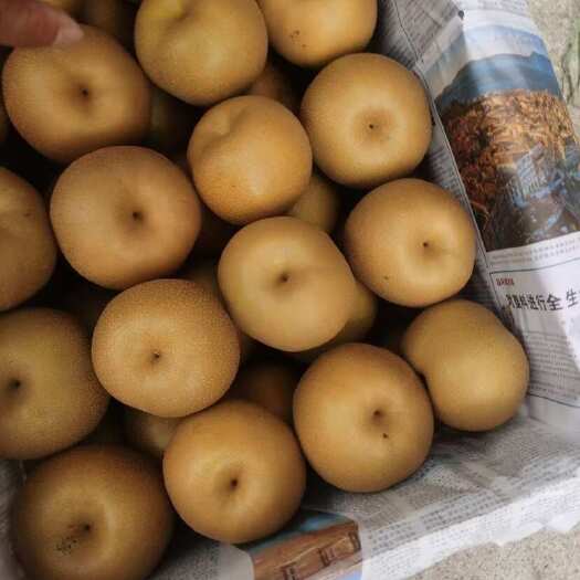 重庆市梨、圆黄，黄花梨