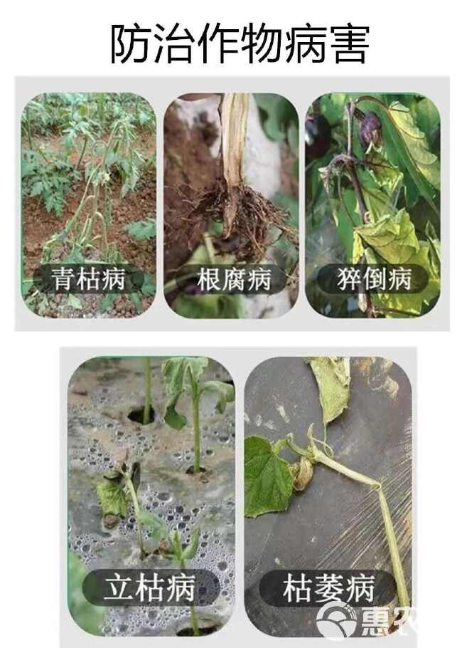 好美特长枝木霉炭疽病猝倒病根腐疫病蔬菜果树叶斑蔓枯黑星病