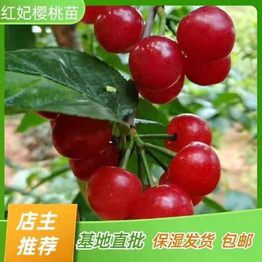 简阳市嫁接红妃樱桃树苗 红灯樱桃苗 嫁接苗产地直销【批发】技术指导