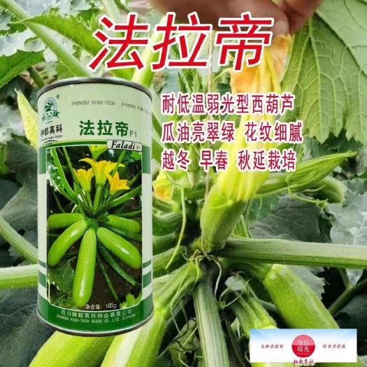 宿迁种都高科法拉帝西葫芦种子耐低温耐弱光越冬型西葫芦种子