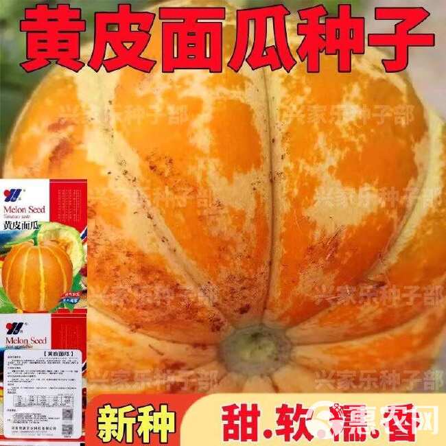 黄皮面瓜种子老品种花皮面瓜四季留种红皮面瓜花皮甜瓜香瓜种子