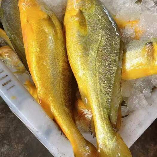 新鲜海鱼大黄花 大黄鱼1.2-1.5两重一条