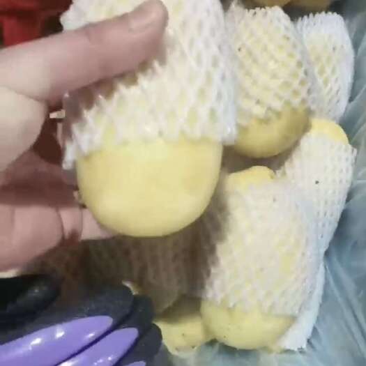 土豆