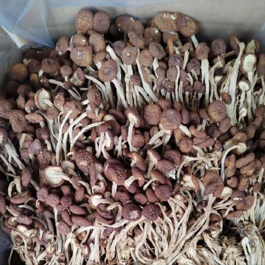 广昌县24年新菇广昌5号不开伞茶树菇