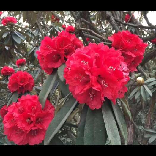 宜宾马缨花
